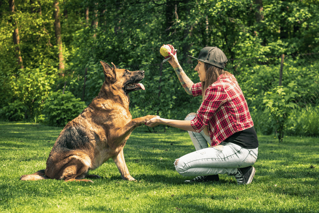 German 20Shepherd 20Dog 20A 20Versatile 20and 20Noble 20Breed