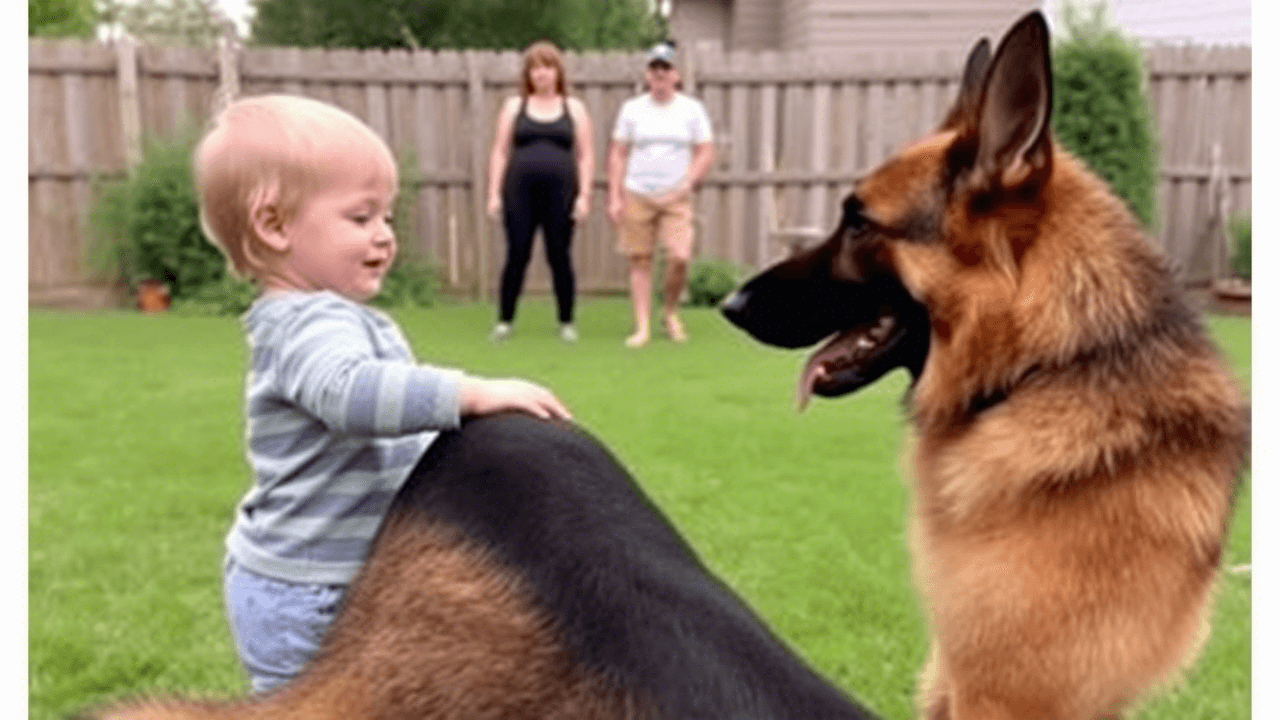 5 Critical German Shepherd Care Mistakes Every Owner Must Avoid