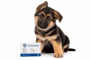 Best Pet Insurance for German Shepherds in 2026 2