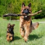 German Shepherd puppy eating from a slow feeder bowl, large breed puppy food