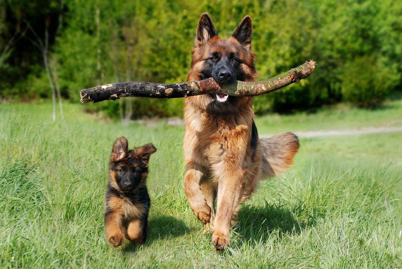 German Shepherd puppy at veterinary clinic for growth and nutrition checkup