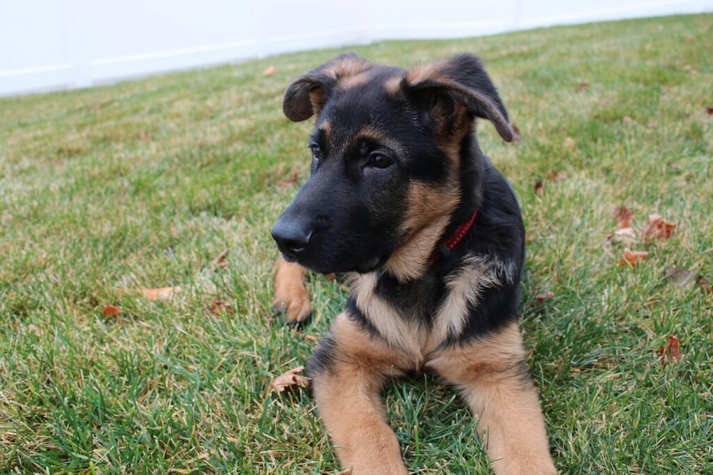 Best Treats for German Shepherd: 7 Vet-Approved Picks 1 best treats for german shepherd - German Shepherd puppy sitting on grass with a small training treat in front of its nose