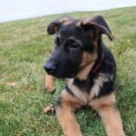 best treats for german shepherd - German Shepherd puppy sitting on grass with a small training treat in front of its nose