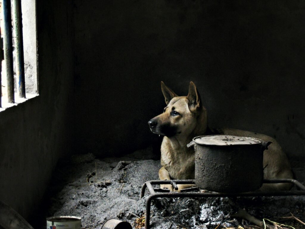 German Shepherd eating a raw chicken drumstick on a clean kitchen floor