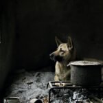 German Shepherd eating a raw chicken drumstick on a clean kitchen floor
