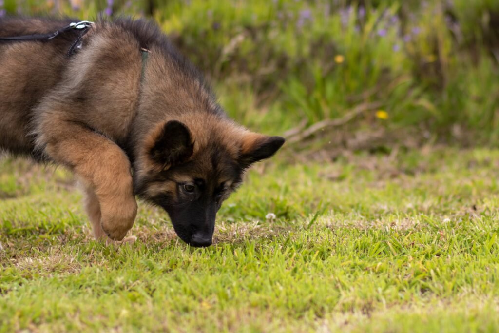 how to train a German Shepherd puppy not to bite - German Shepherd puppy gently mouthing owner's hand during bite inhibition training