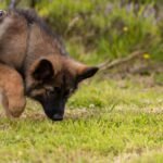 how to train a German Shepherd puppy not to bite - German Shepherd puppy gently mouthing owner's hand during bite inhibition training