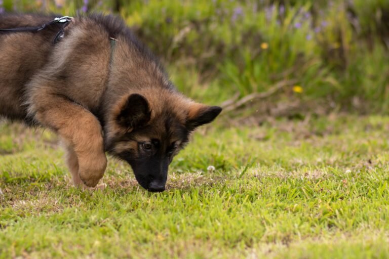How to Train a German Shepherd Puppy Not to Bite: 7 Steps
