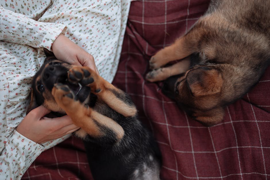 How to Train a German Shepherd Puppy Not to Bite: 7 Steps 1 Two German Shepherd puppies playing together to learn bite inhibition through socialization