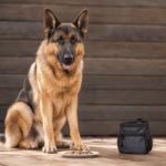 German Shepherd sitting calmly beside training treats and a reward pouch