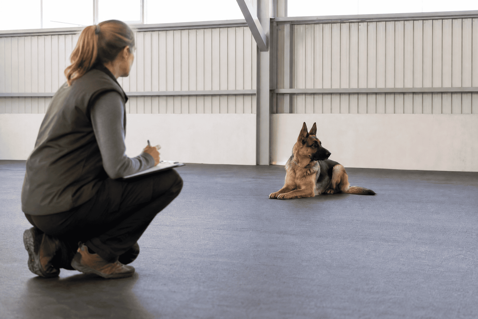 Canine behavior professional observing a calm German Shepherd from a safe distance