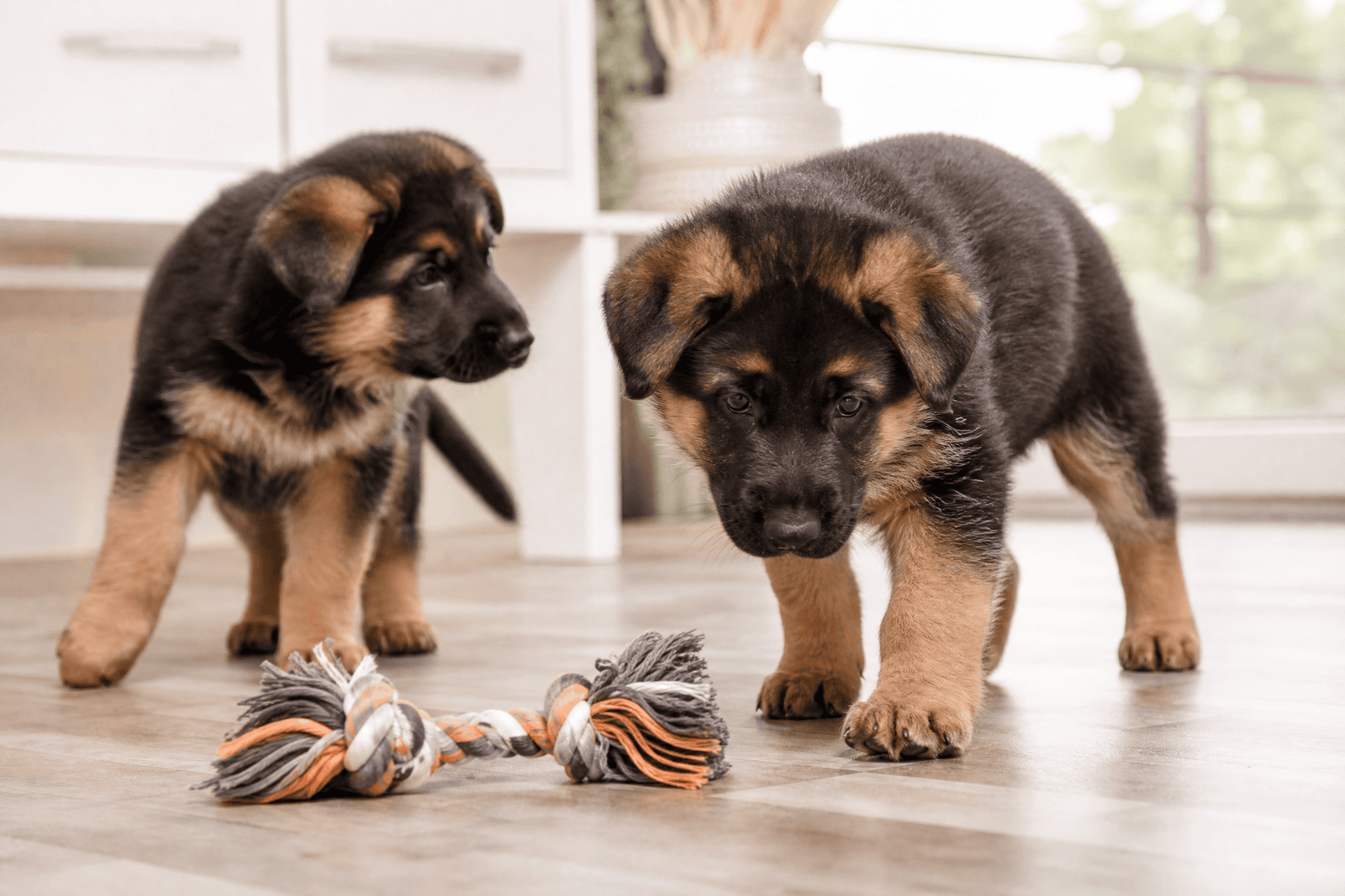 Two German Shepherd puppies exploring a bright home environment