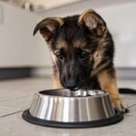 German Shepherd puppy eating dry kibble from a stainless steel bowl
