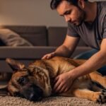 Owner checking a restless German Shepherd's belly for german shepherd bloat warning signs at night