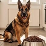 Best dog food for German Shepherds 2026: adult German Shepherd sitting politely beside a large bowl of kibble in a bright kitchen
